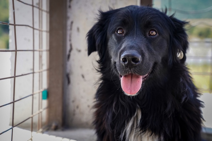  6 ayda İzmir’deki barınaklardan 500 köpek sahiplendirildi