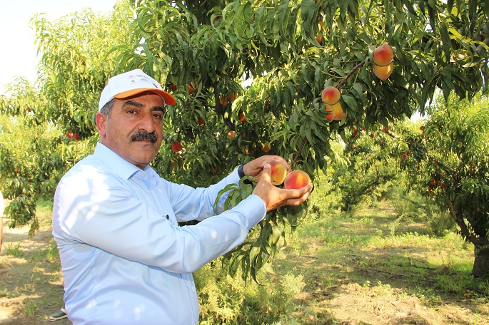 Şeftali ve nektarin ihracatı 250 milyon dolara koşuyor