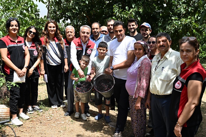 Tire’de Karadut Hasadı