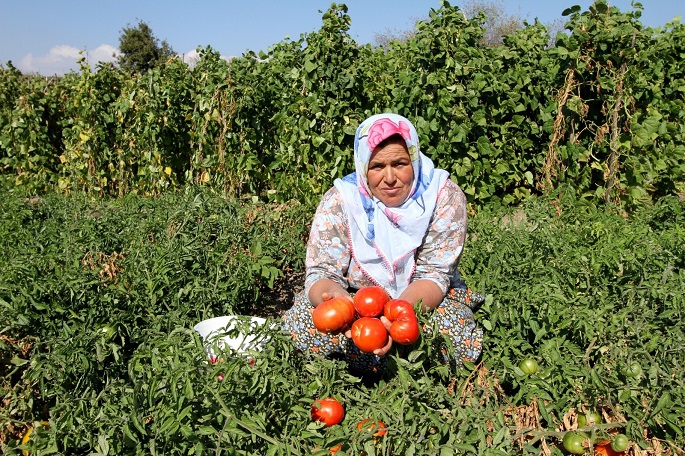 Yamanlar, Domates Şenliği ile yeniden doğuyor!